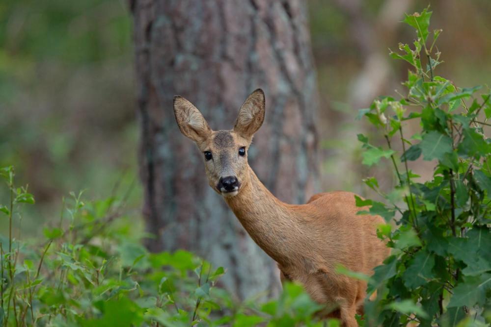 Genieten Op De Veluwe Van Rust En Natuur Putten Buitenkant foto